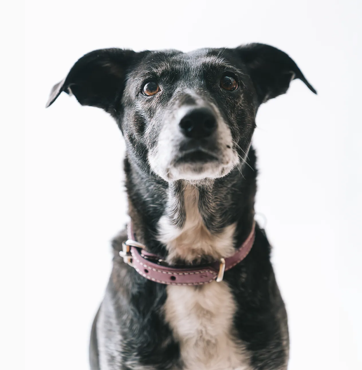 aura-foto-mascota-2-mobile